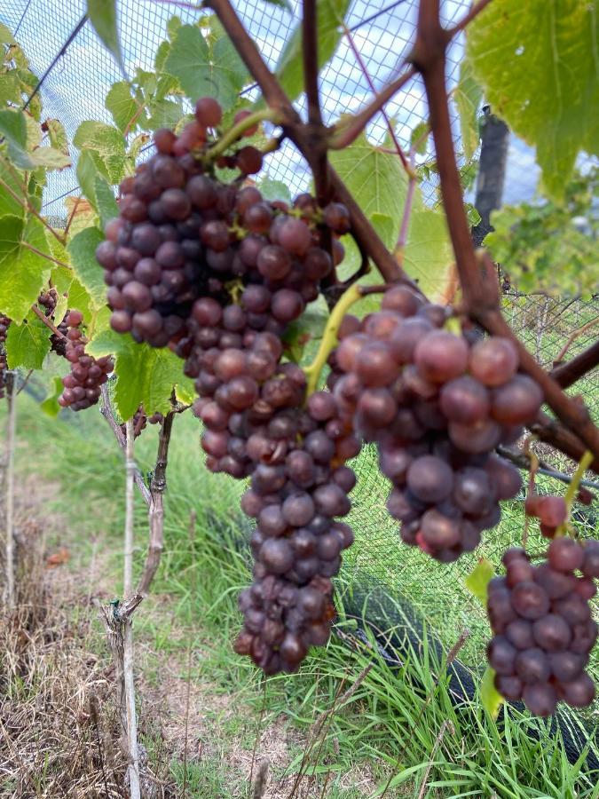 فندق La Bodega Waiheke Island Surfdale المظهر الخارجي الصورة